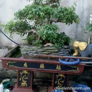 Chậu bon sai