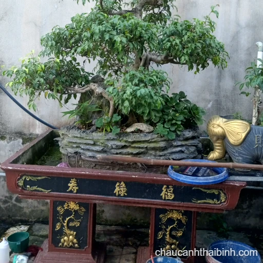 Chậu bon sai