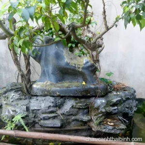 Tiểu cảnh gốc cây xanh